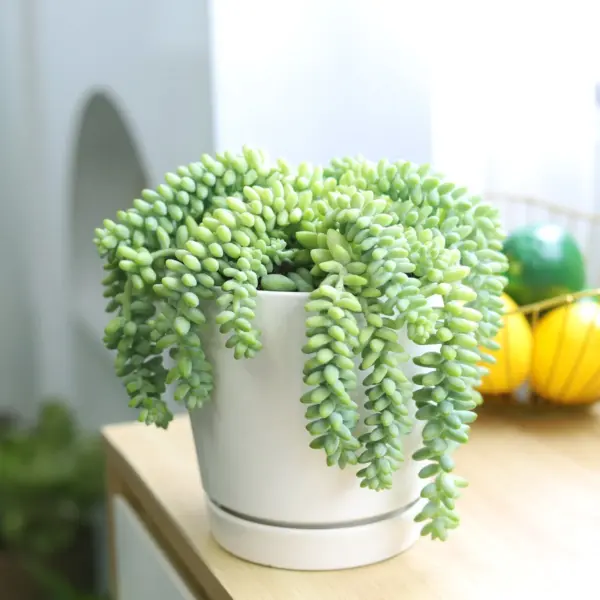 Donkey Tail