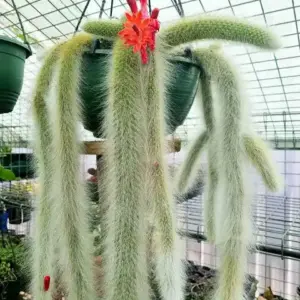 Monkey Tail Cactus