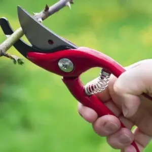 Secateurs