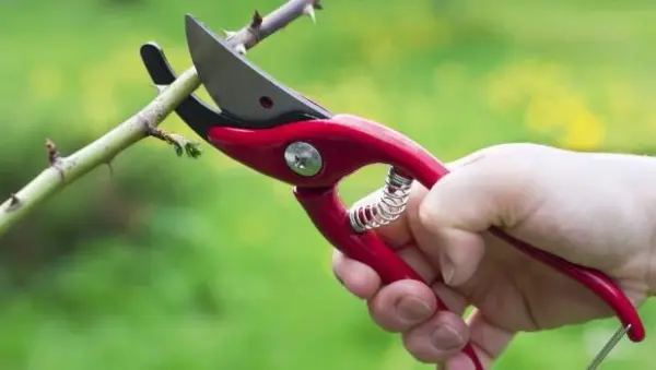 Secateurs