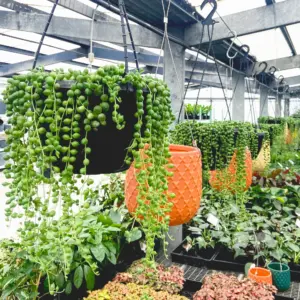 String of Pearl